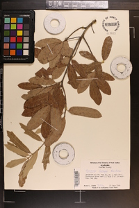 Quercus incana image