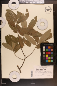 Quercus incana image