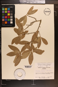 Quercus incana image