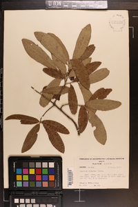 Quercus cinerea image