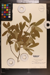 Quercus cinerea image