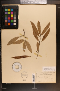 Quercus incana image