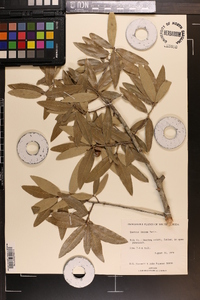 Quercus incana image