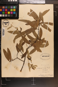 Quercus incana image