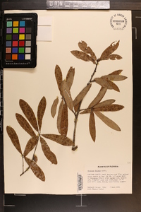 Quercus incana image