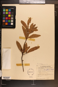 Quercus incana image