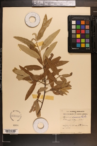 Quercus incana image