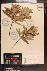 Quercus incana image