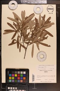 Quercus incana image