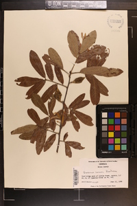 Quercus incana image