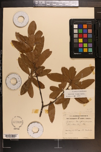 Quercus incana image