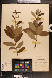 Quercus incana image