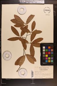 Quercus incana image