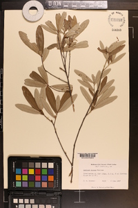 Quercus incana image