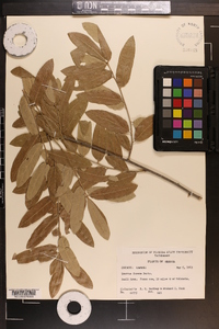 Quercus incana image