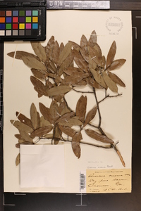 Quercus incana image