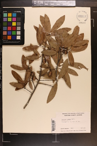 Quercus incana image