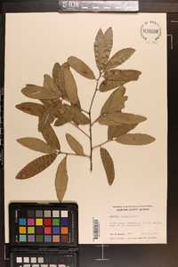 Quercus incana image