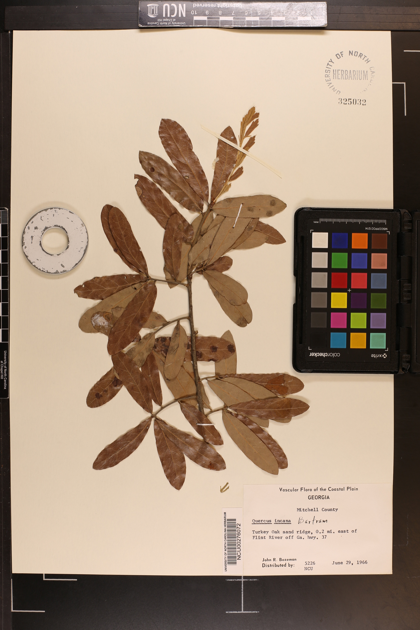 Quercus incana image