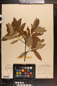 Quercus incana image