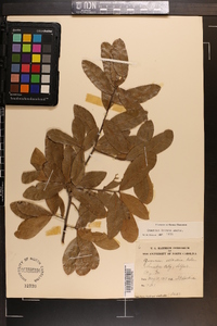 Quercus incana image