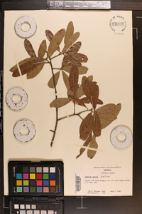 Quercus incana image