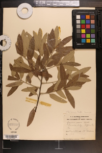 Quercus incana image