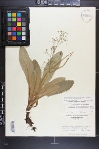 Micranthes micranthidifolia image