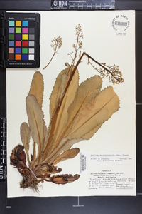 Micranthes micranthidifolia image