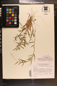 Dichanthelium portoricense image