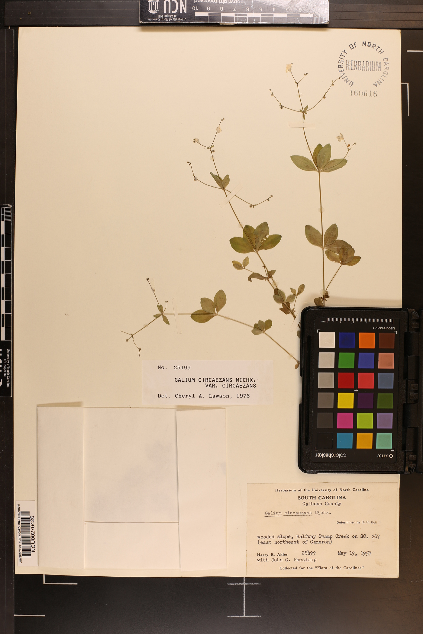 Galium circaezans var. circaezans image