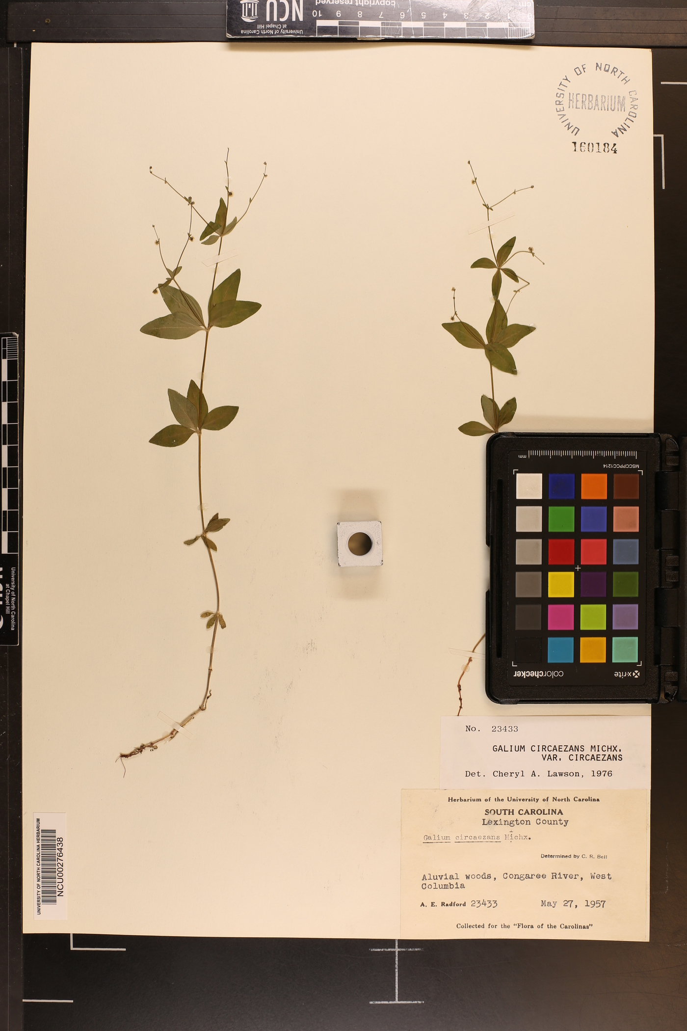 Galium circaezans var. circaezans image