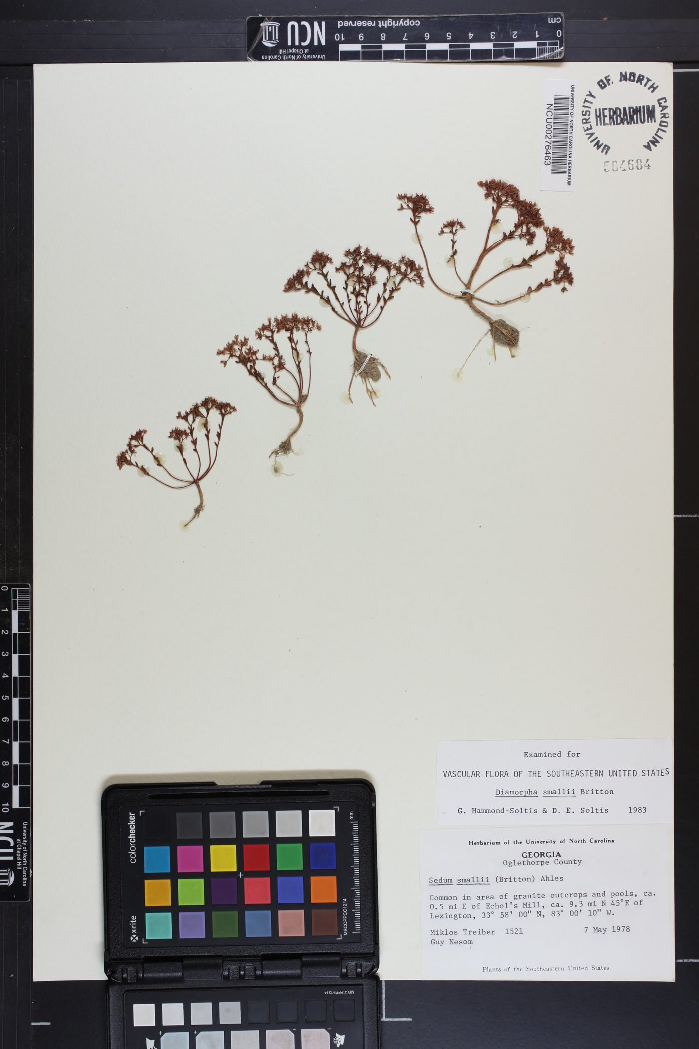 Diamorpha smallii image