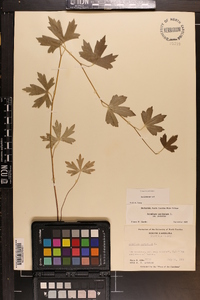 Aconitum uncinatum subsp. uncinatum image