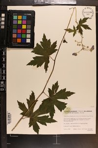 Aconitum uncinatum subsp. muticum image