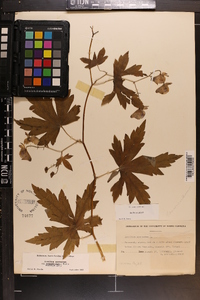 Aconitum uncinatum image