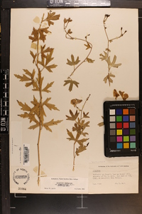 Aconitum uncinatum subsp. muticum image
