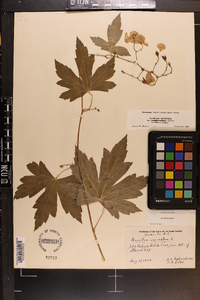 Aconitum uncinatum subsp. muticum image