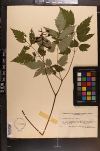 Actaea pachypoda image