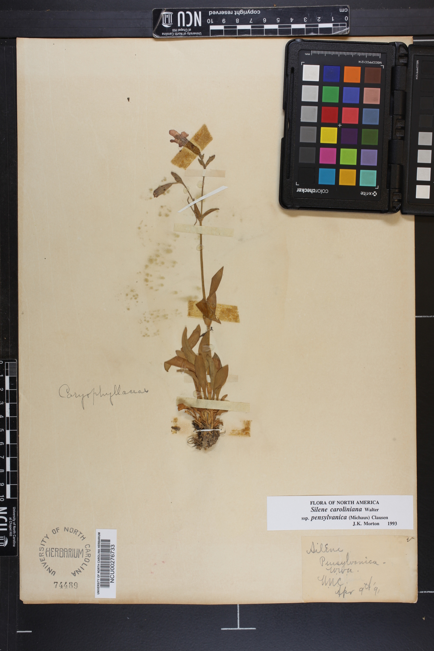 Silene caroliniana image