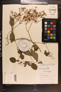 Clematis dioscoreifolia image