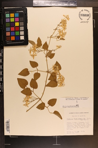 Clematis dioscoreifolia image