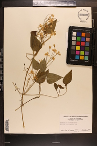 Clematis dioscoreifolia image