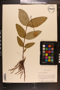 Clematis ochroleuca image