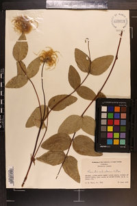 Clematis ochroleuca image