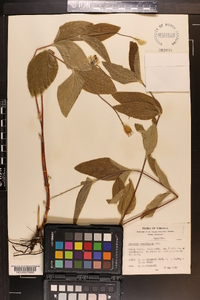 Clematis ochroleuca image