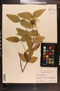 Clematis ochroleuca image