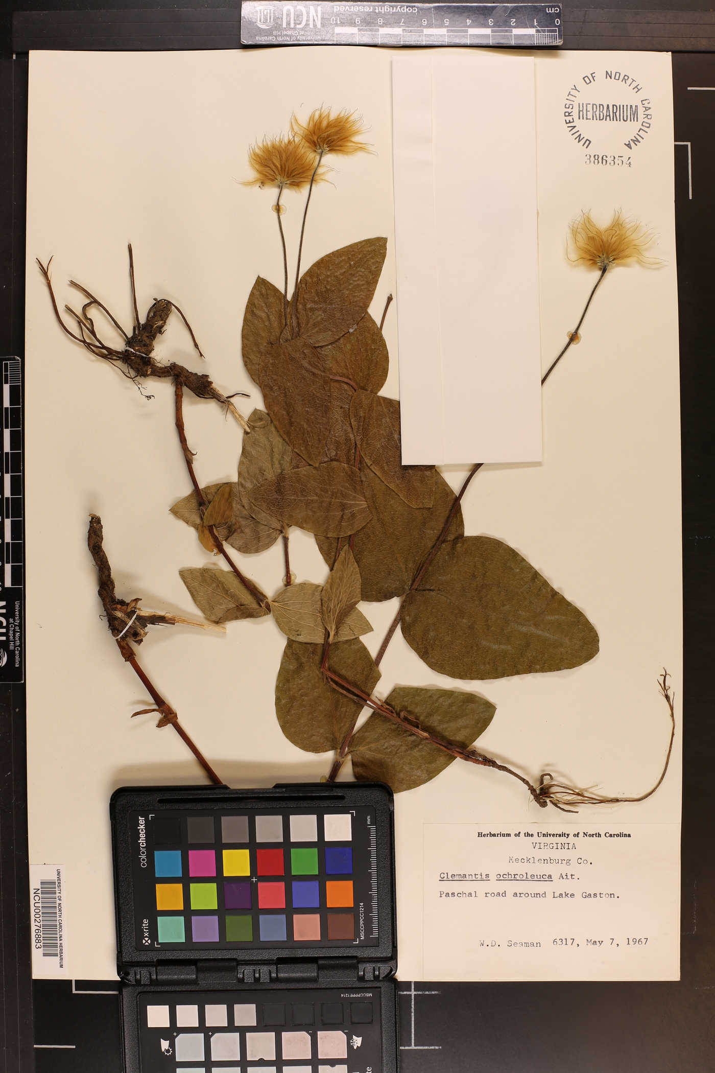 Clematis ochroleuca image