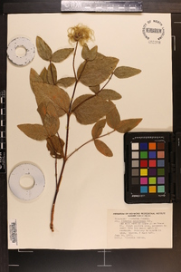 Clematis ochroleuca image