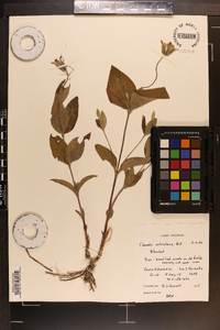 Clematis ochroleuca image